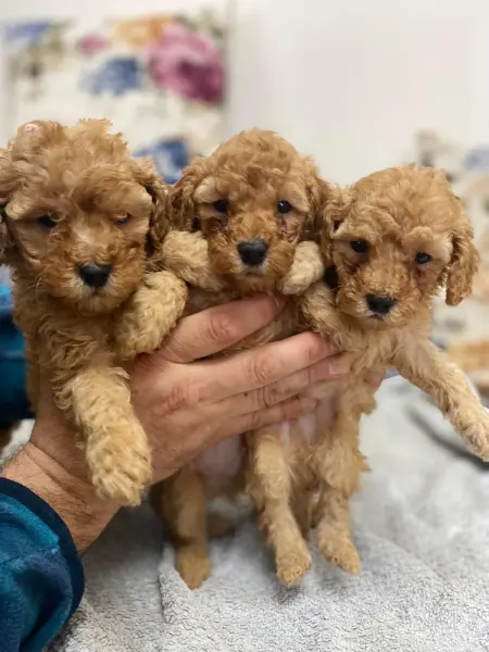 Harika Poodle Yavruları Sizi Bekliyor! - SULTANGAZİ / İSTANBUL