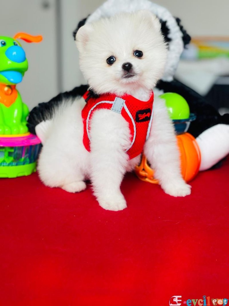 POMERRİAN BOO AYI SURATLI
