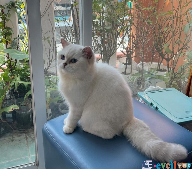 British shorthair dişi