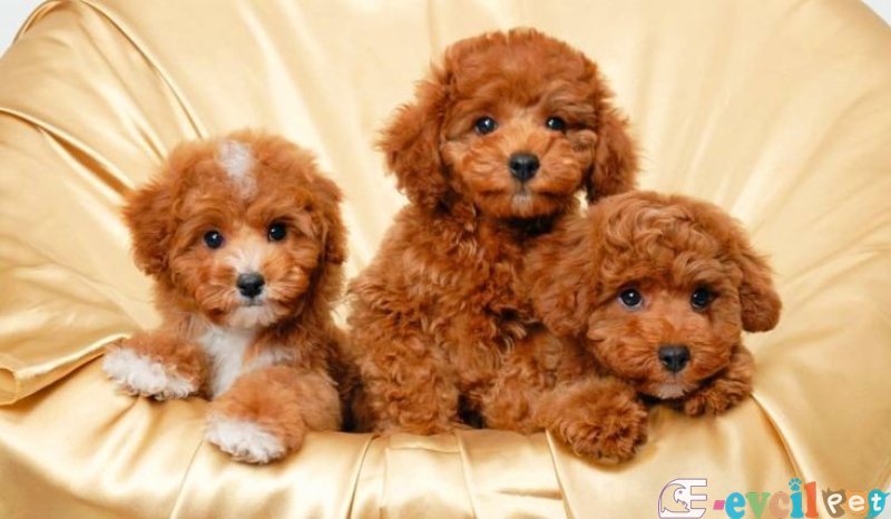 TOOY POODLE YAVRUMUZ 0 TEACUP