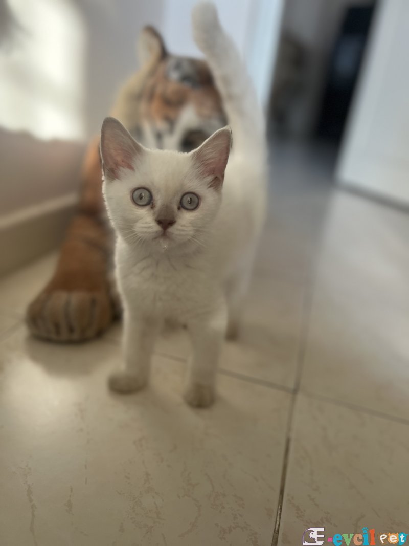 Yurt dışına cıkacağım icin geleni üzmem