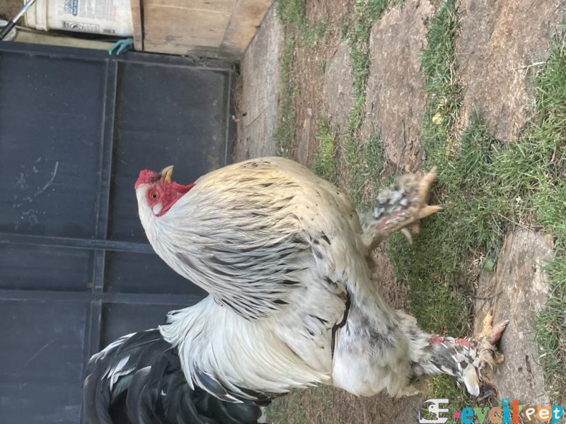 Light brahma horoz