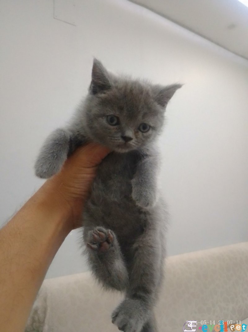 Ev ortamında büyümüş sağlıklı kaliteli yavrular