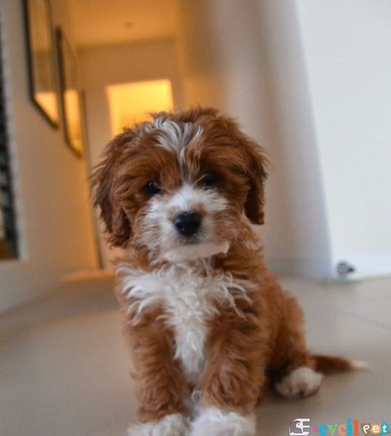 MALTİPO CİNSİ