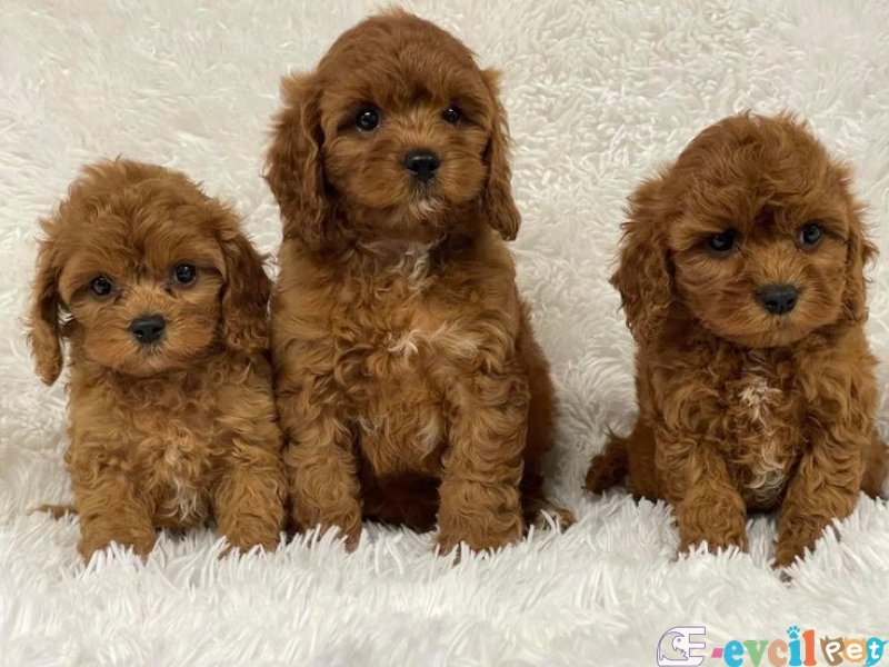 Mini boy puppy kıpkırmızı ev üretimi yavrularımız TOOY POODLE