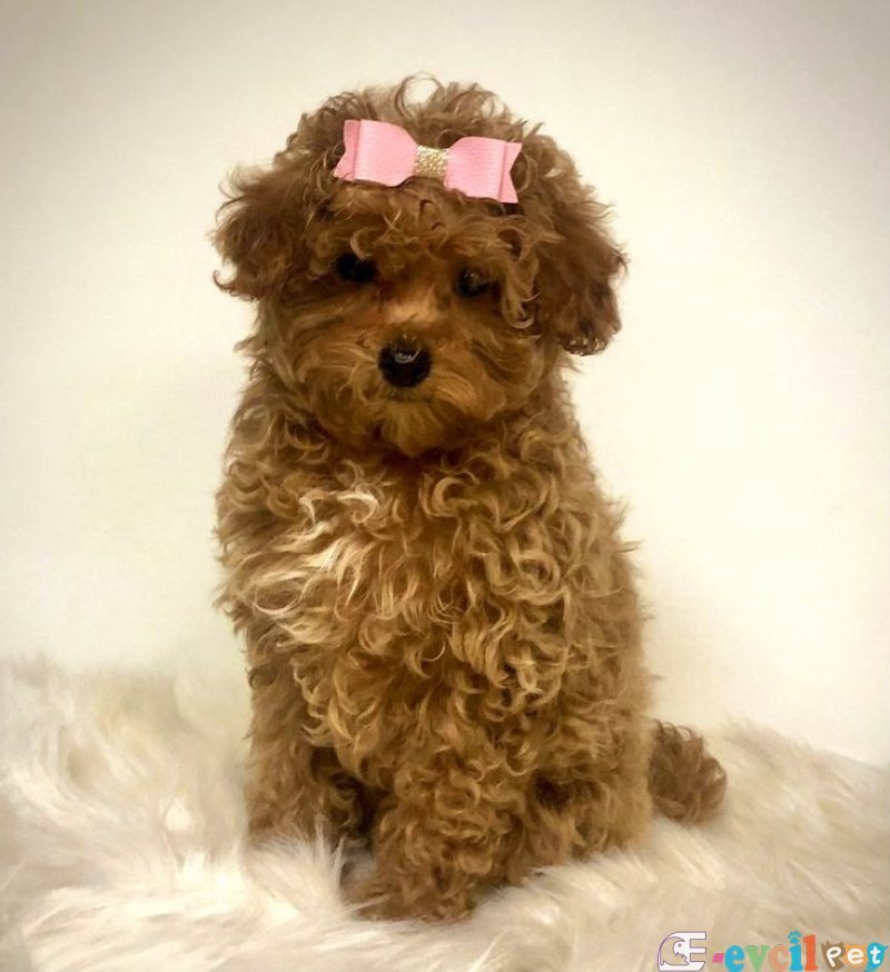 TOOY POODLE YAVRUMUZ 0 TEACUP