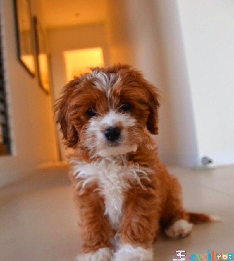 MALTİPO CİNSİ