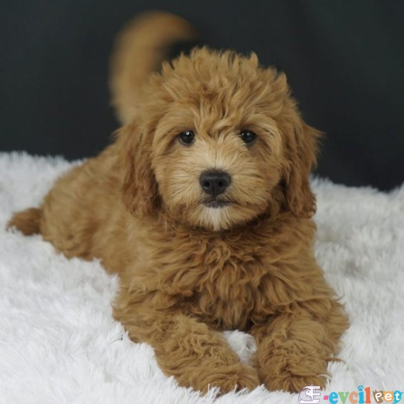 KIPKIRMIZI SAF KAN EVCİLBEBEKLER EV ÜRETİMİ TOOY POODLE YAVRULAR