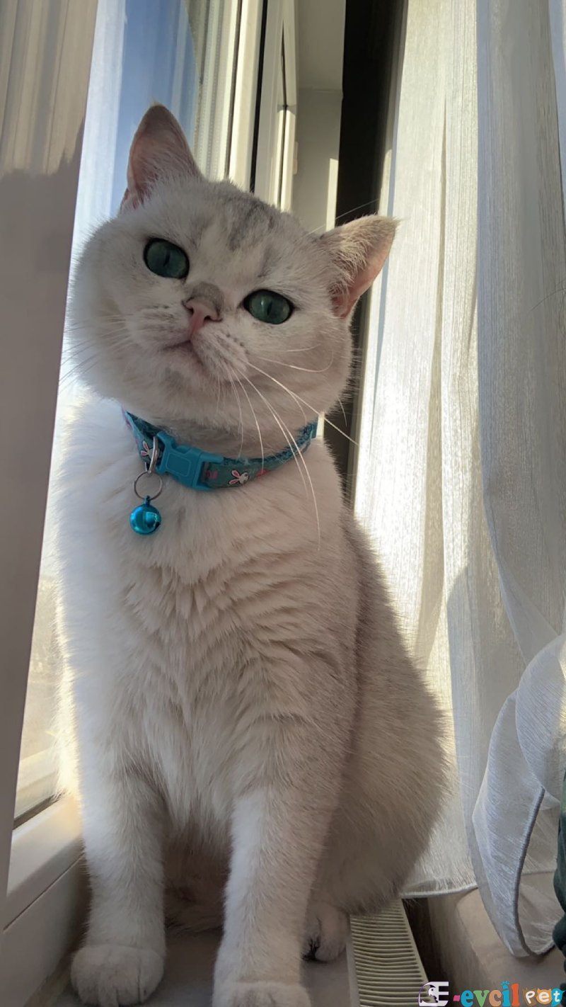 Luna için  kalıcı yuva arıyoruz