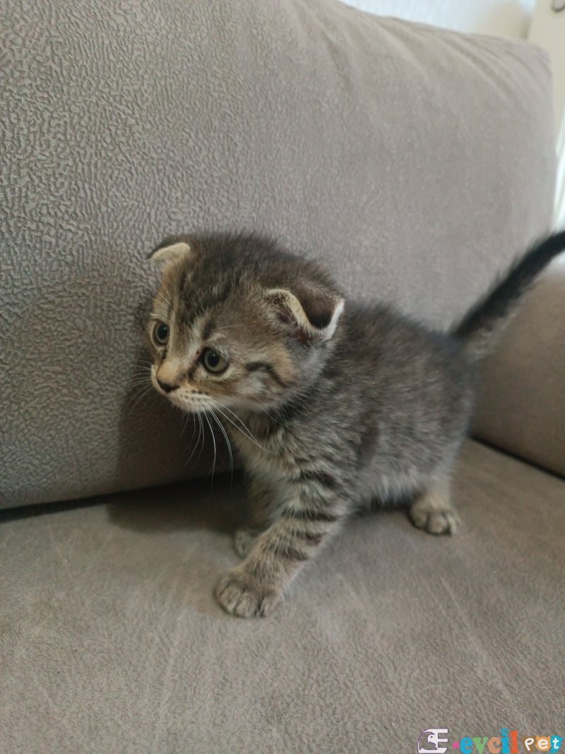 Scotish whiskas