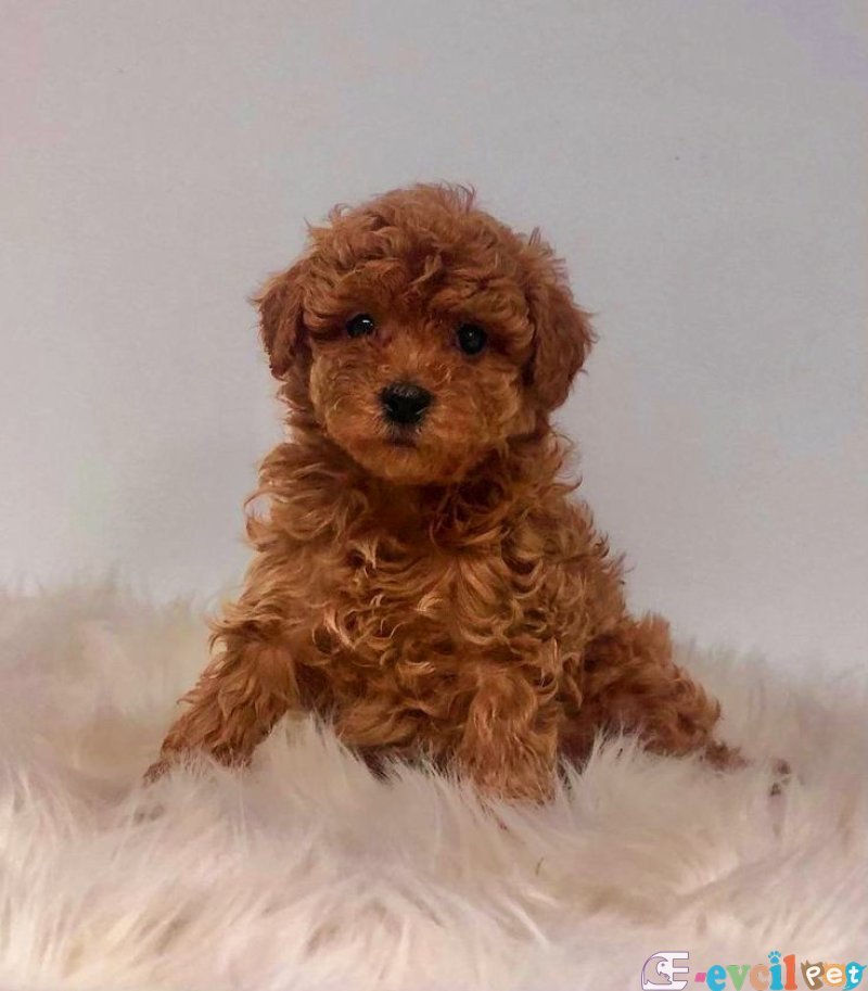 TOOY POODLE YAVRUMUZ 0 TEACUP