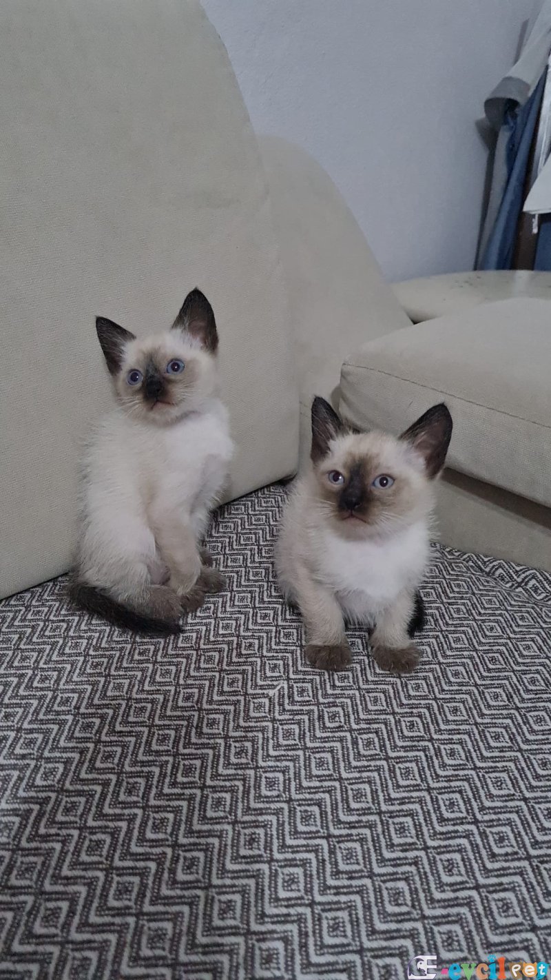 SAFKAN DİŞİ SİYAM KEDİSİ YAVRULARIMIZ YENİ YUVASINI ARIYOR.