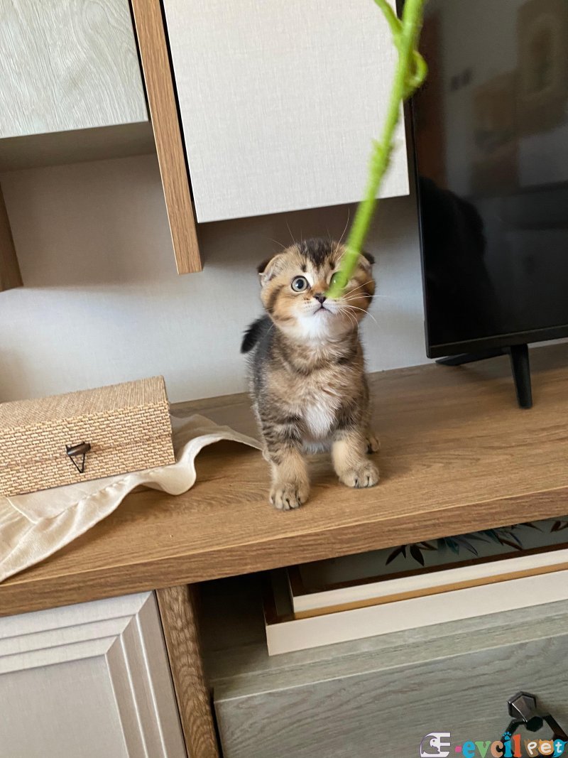 Özel Scottish Fold & Straight Yavrularımız