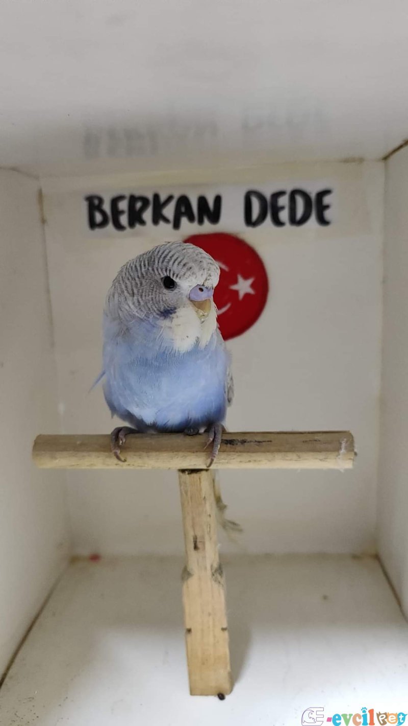 Muhabbet ve papagan Kendi üretimimiz yavru ve takım kuşlarımız vardır