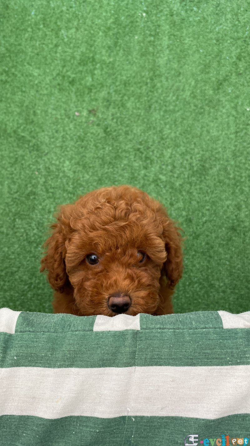 4 aylık dişi yavru toy poodle