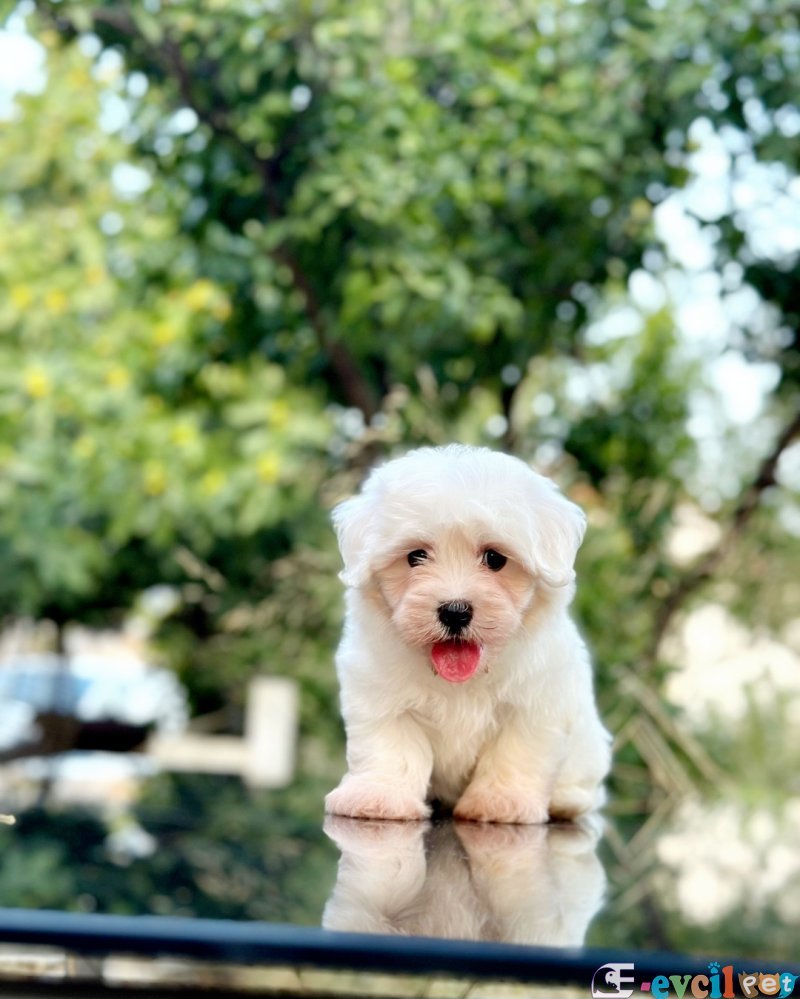 Mini boy puppy kar beyaz sevimli MALTESSE TERRİER CİNSİ