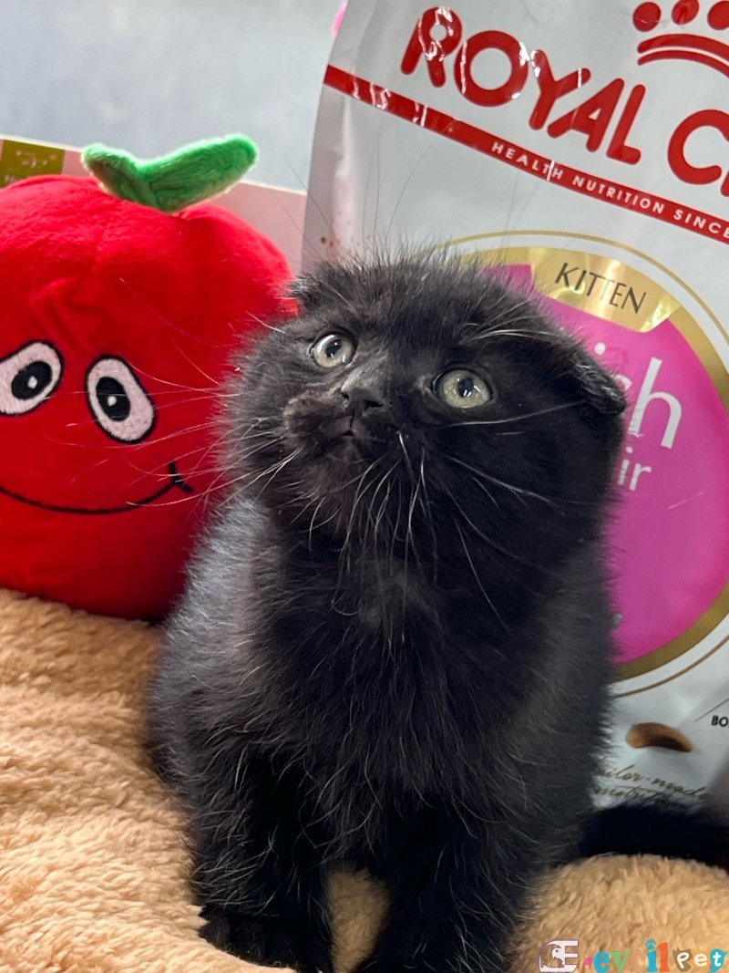 AYI SURAT SCOTTISH FOLD YAVRU