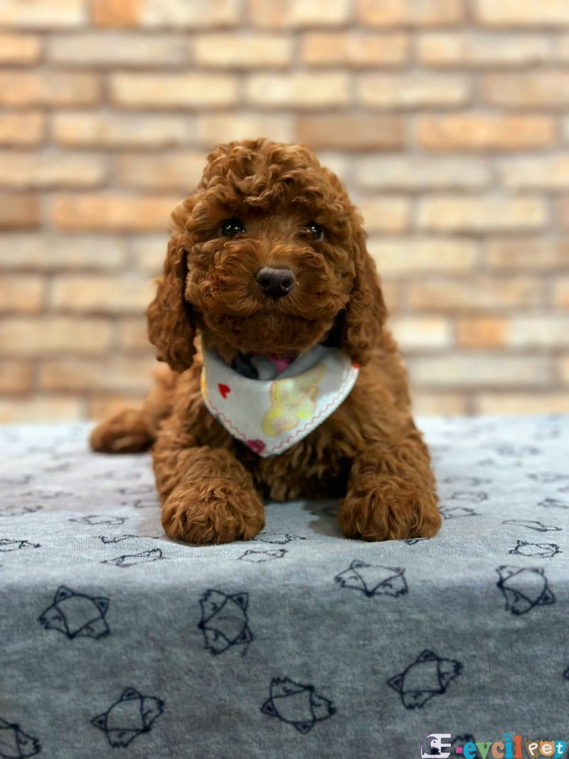 TOOY POODLE YAVRUMUZ 0 TEACUP