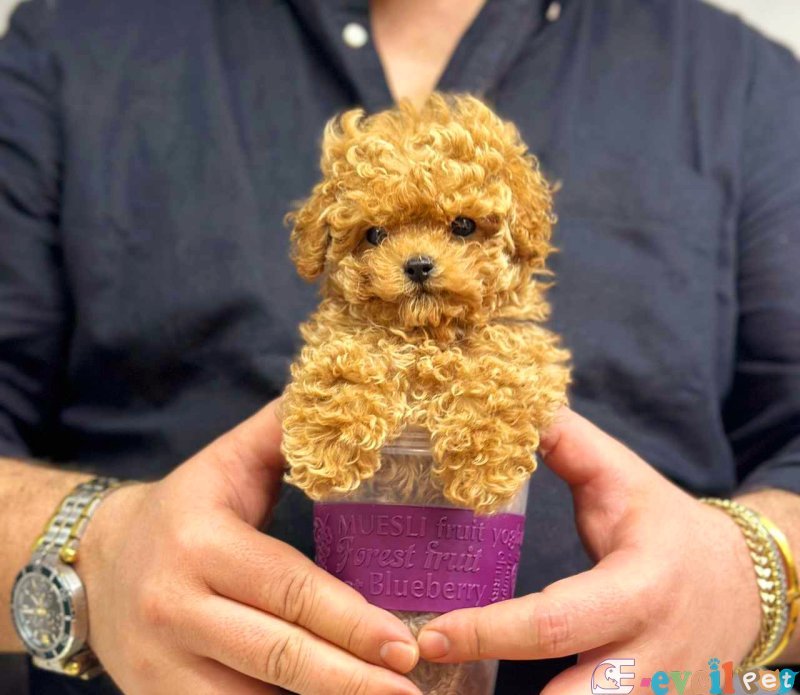 Tooy poodle cinsi yavrular DİŞİ erkek mevcuttur