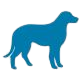Köpek Aşıları