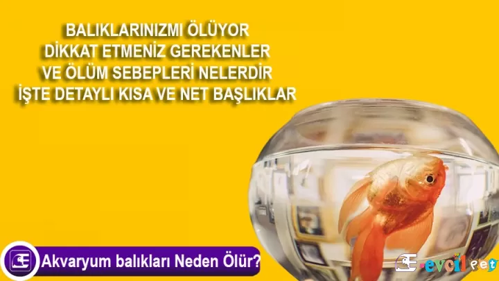Akvaryum balıkları Neden Ölür?