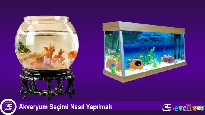 Akvaryum Seçimi ve Balık Bakımı