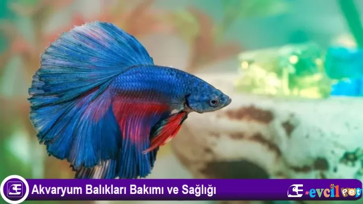 Balık Bakımı ve Sağlığı