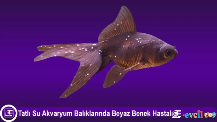Beyaz Benek Hastalığı ve Tedavi Yöntemi