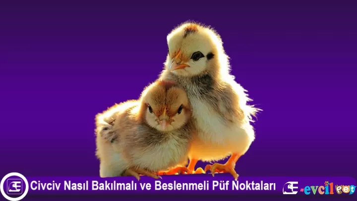 Civciv Bakımı