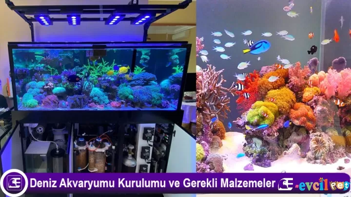 Deniz Akvaryumu Kurulumua