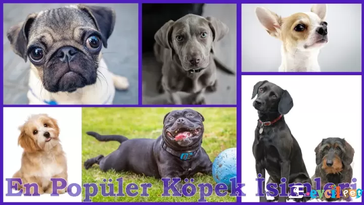 Dişi ve Erkek Köpek İsimleri