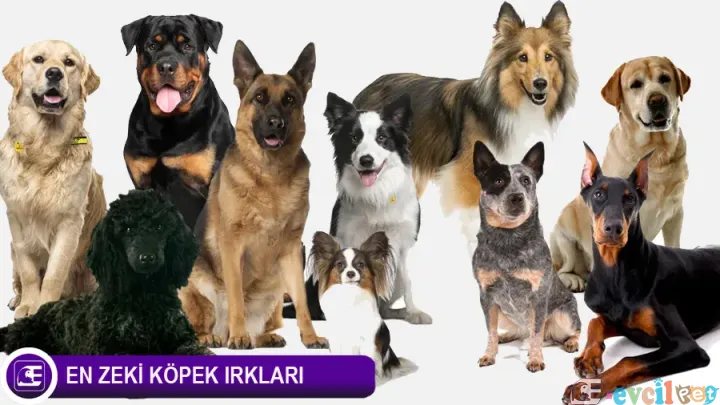 En Akıllı Köpek Cinsi & En Akıllı Köpek Irkları