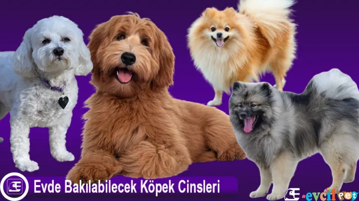 Evde Bakılabilecek Köpek Cinsleri ve Özellikleri RESİMLİ