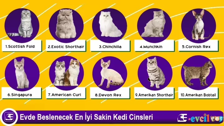 Evde Beslenebilecek Kedilerden Bazıları
