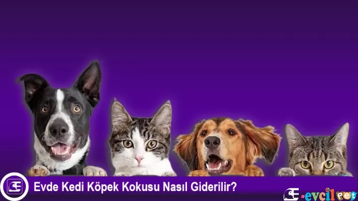 Evde Kedi Köpek Kokusu Nasıl Giderilir?