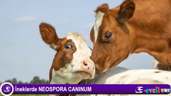 İNEKLERDE ÇOK AZ BİLİNEN ÖLÜM NEDENİ NEOSPORA CANINUM