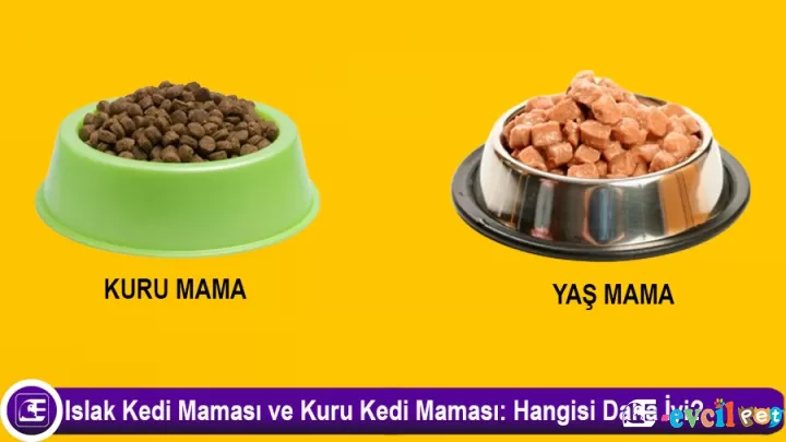 Islak Kedi Maması ve Kuru Kedi Maması: Hangisi Daha İyi?