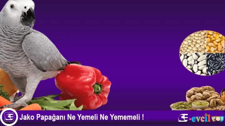 Jako Papağanı Ne Yer