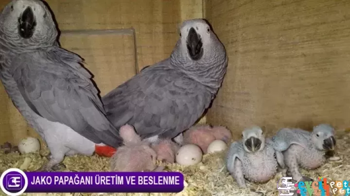 Jako Papağanı Üretim ve Beslenme