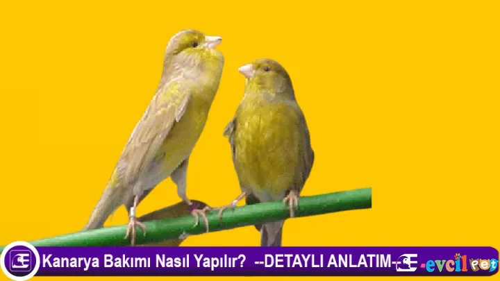 Kanarya Bakımı Nasıl Yapılır?