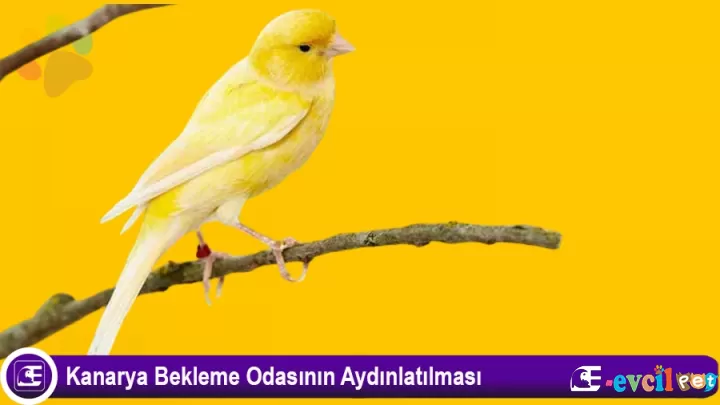 Kanarya Bekleme Odasının Aydınlatılması