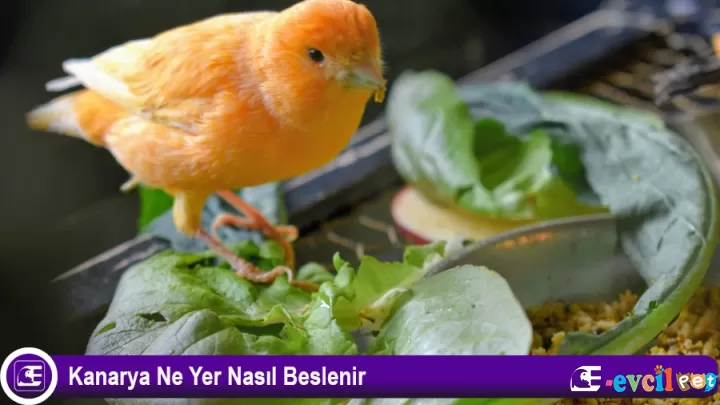 Kanarya Ne Yer, Nasıl Beslenir?