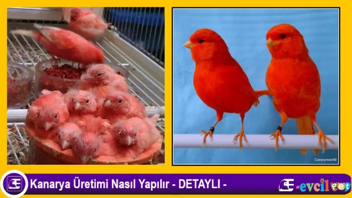 Kanarya Üretimi Nasıl yapılır
