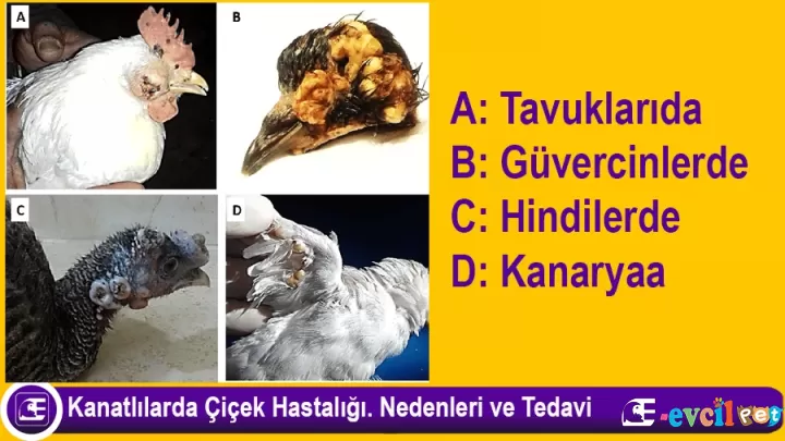 Kanatlılarda Çiçek Hastalığı