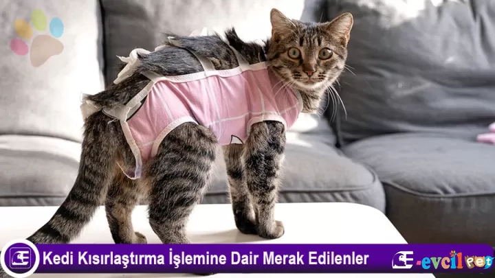 Kedi Kısırlaştırma İşlemine Dair Merak Edilenler