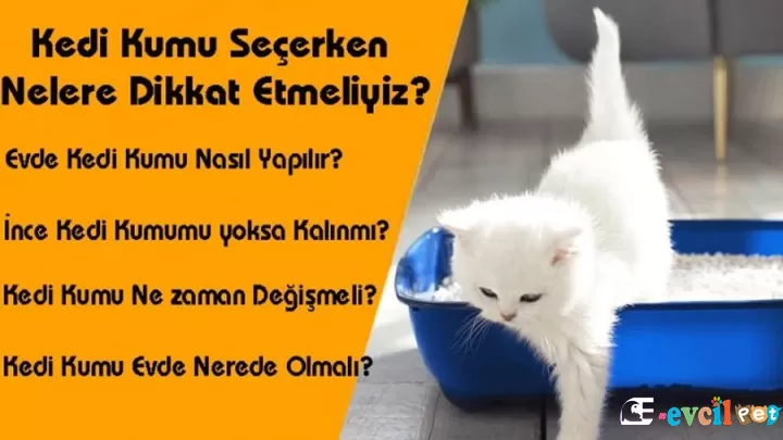 Kedi Kumu Seçerken Nelere Dikkat Etmeliyiz?