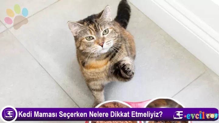 Kedi Maması Seçerken Nelere Dikkat Etmeli?