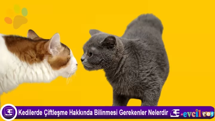 Kedilerde Çiftleşme Hakkında Bilinmesi Gerekenler Nelerdir