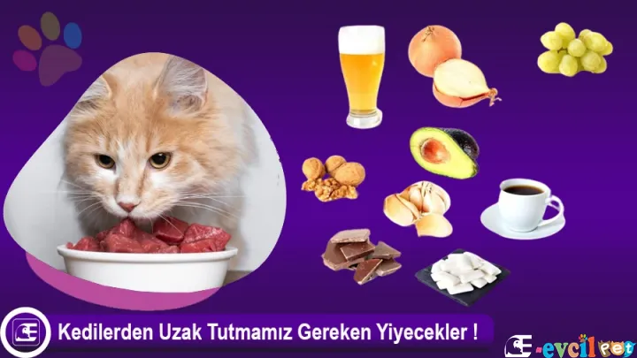 Kedinizin Asla Yememesi Gereken Zararlı Yiyecekler Nelerdir?