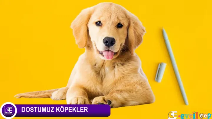 Köpek Dostlarımız Hakkında Merak Edilenler!